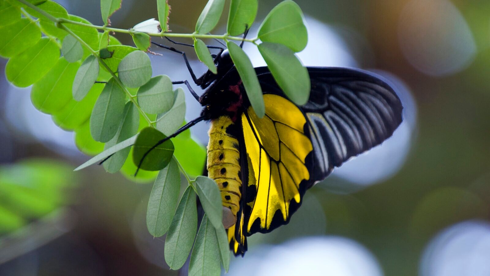 Butterfly Cardamom Cambodia
